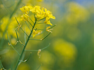 Rapeseed flowers in bloom (Brassica Napus)