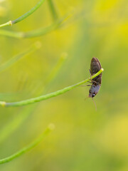 A Lined Click Beetle (Agriotes Lineatus)