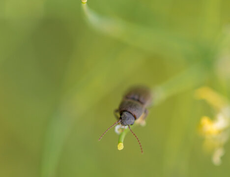 A Lined Click Beetle (Agriotes Lineatus)