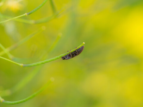 A Lined Click Beetle (Agriotes Lineatus)