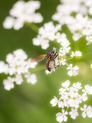 A Dance Fly (Empis Tessellata) on white flowers