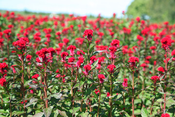 Beautiful red Cockscomb flowers growing on a farm in neat rows