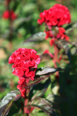 Beautiful red Cockscomb flowers growing on a farm in neat rows