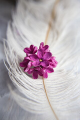 Lilac violet flowers on a white ostrich feather. A lilac luck - flower with five petals among the four-pointed flowers of bright pink lilac (Syringa) Magic of lilac flowers with five petals. Mock up