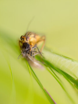 A Dung Fly (Scathophagidae) entangled with another insect