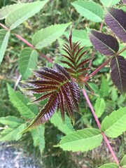 tiny dark red plant with thin leaves