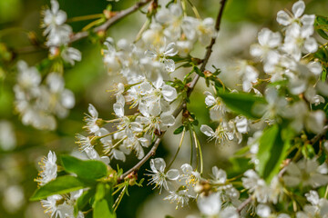 Blooming apple tree flowers macro view. Spring garden landscape,