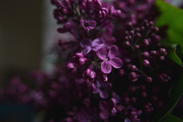 A bouquet of lilacs. Close up. Beautiful violet flowers. Greeting card. Spring flowers.