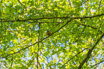 Blue tit bird high in leafy green tree natural background