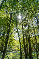 Fototapeta premium Low level view of Blue Bells in woods and woodland purple carpet of flowers in forest with dappled sunlight through branches