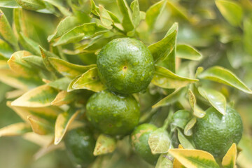 MANDARINA FRESCA