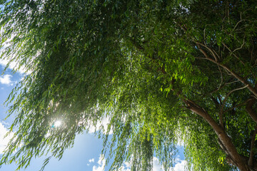 Naklejka premium willow