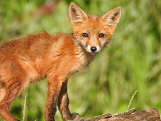 Cute Young Red Fox Looking In A Green Meadow