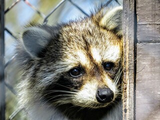 Young Raccoon Closeup Portrait