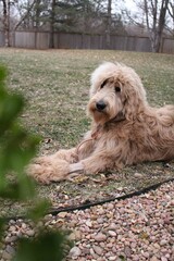 golden doodle