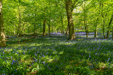 Low level view of Blue Bells in woods and woodland purple carpet of flowers in forest with dappled sunlight through branches