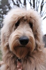 golden doodle face