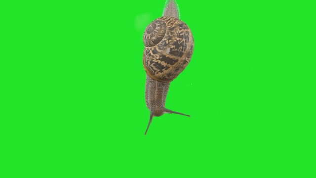 4K garden snail crawling on green screen isolated with chroma key