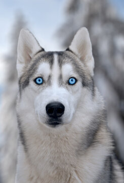 dog siberian hasky on winter background isolate