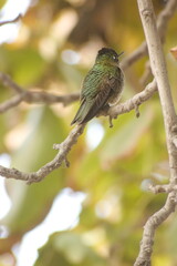 picaflor o hummingbird verde en rama de arbol