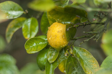Limon Fresco 