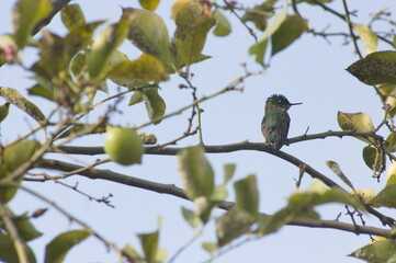 picaflor o hummingbird en rama de arbol limonero