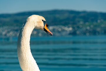 Schwan Portrait