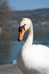 Obraz premium Schwan Portrait