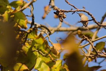 picaflor en arbol otoñal