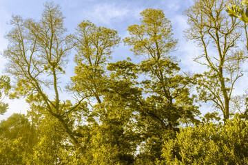 Pine forest in Portugal