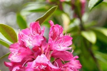 closeup of pink flower