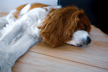 Pies razy Cavalier King Charles Spaniel chory, leży na podłodze, odpoczywa