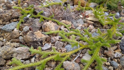 岩を這う植物の生命力