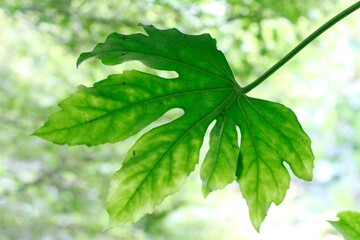 green maple leaves