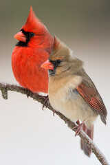 Northern Cardinal Mates Perched on a Bare Branch in Winter