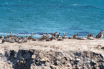 Cliffs and colony of brown pelicans. Beautiful blue water of Pacific Ocean on background, California Coastline