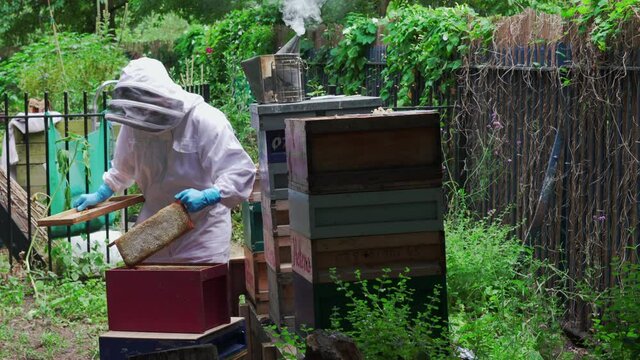 Beekeeper maintaining beehives