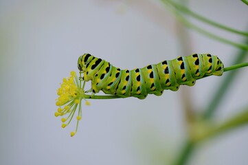 Eastern black swallowtail larva - Color Macro Format