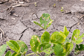 Young soybean plant, V2 growth stage, with holes chewed in trifoliate leaf by bean leaf beetle. Concept of insect pest control, management and treatment in farm fields