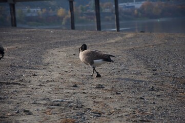 seagull on beach on sand