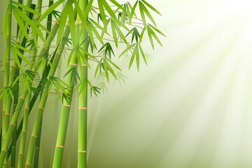 bamboo and sunlight vector