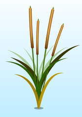 Cattail plant vector
