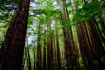 Fototapeta na wymiar Redwood Forest
