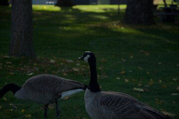 goose in the park