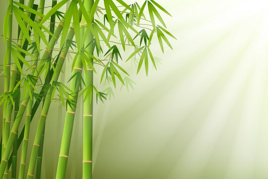 bamboo and sunlight vector