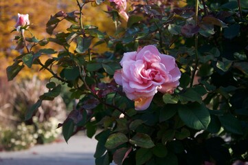 rose in a park in a garden