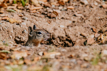 California ground squirrel