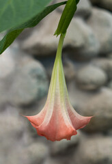 Brugmansia versicolor flower also known as angel trumpet endemic to Ecuador