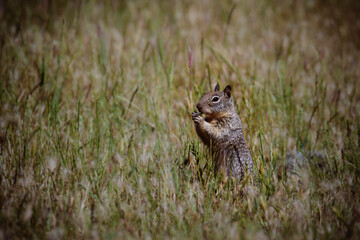 California ground squirrel