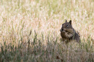 California ground squirrel